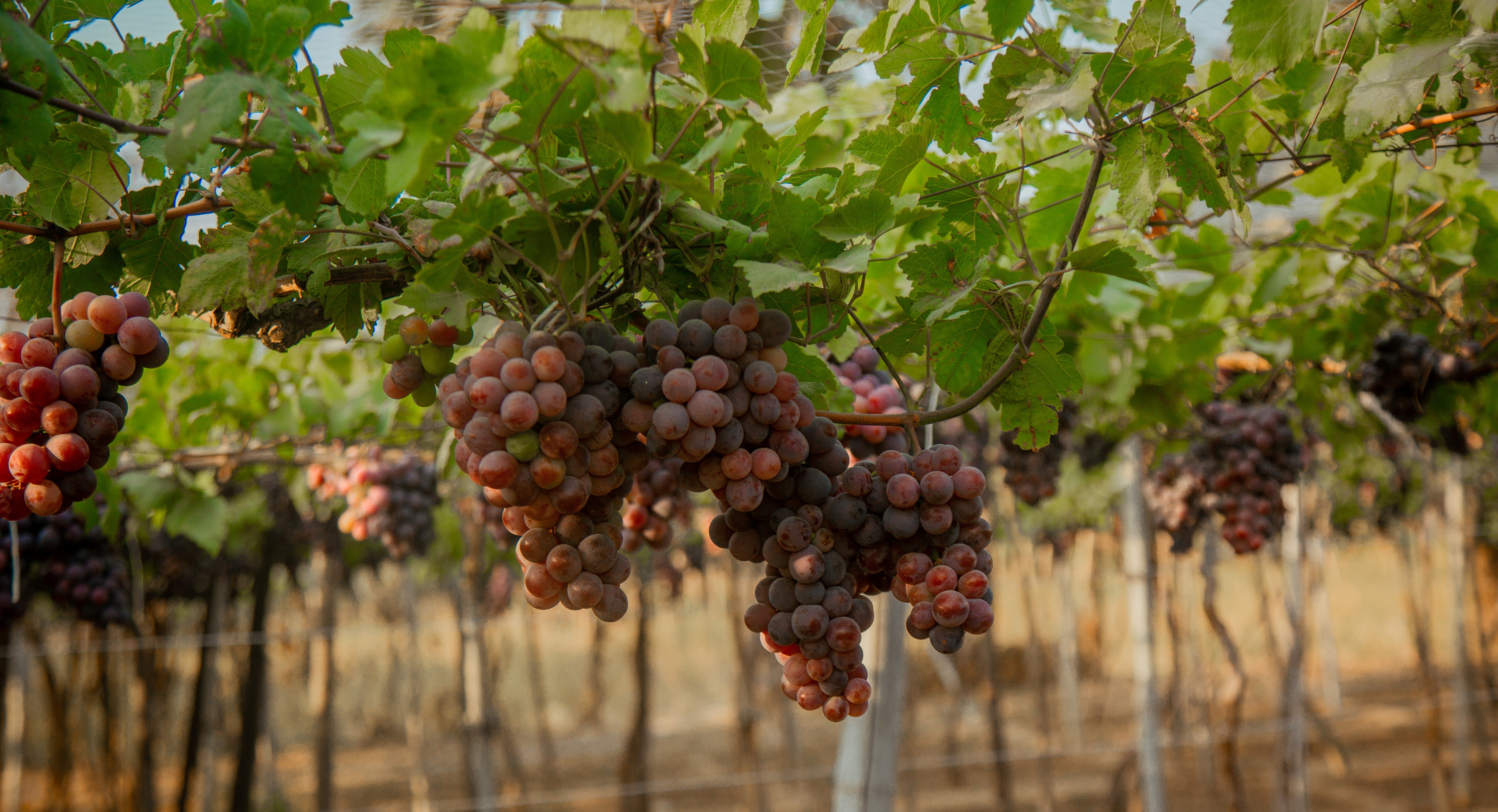 This is a grape farm in Kudan. On of the largest in the country
